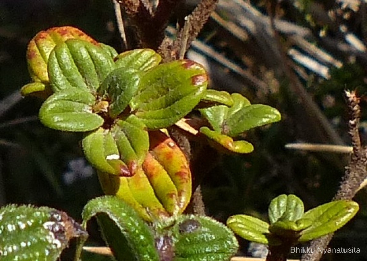Osbeckia buxifolia Arn.